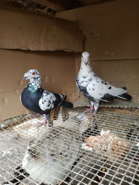 Per 18+19 - Matca pt 2020