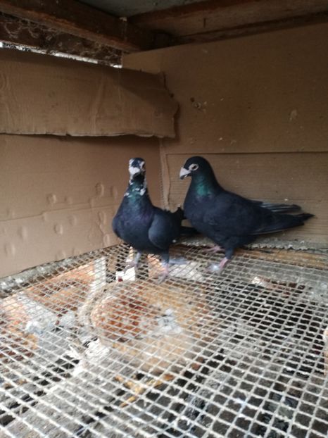 Per 19+18 - Matca pt 2020