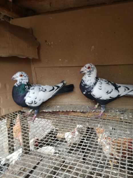 Per 17 - Matca pt 2020