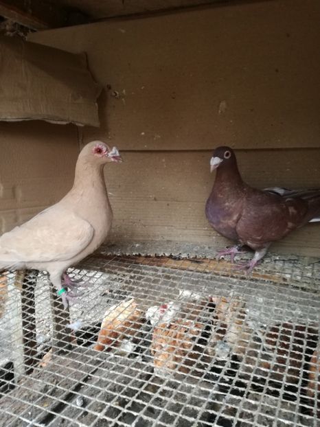 Femele 16+19 - Matca pt 2020