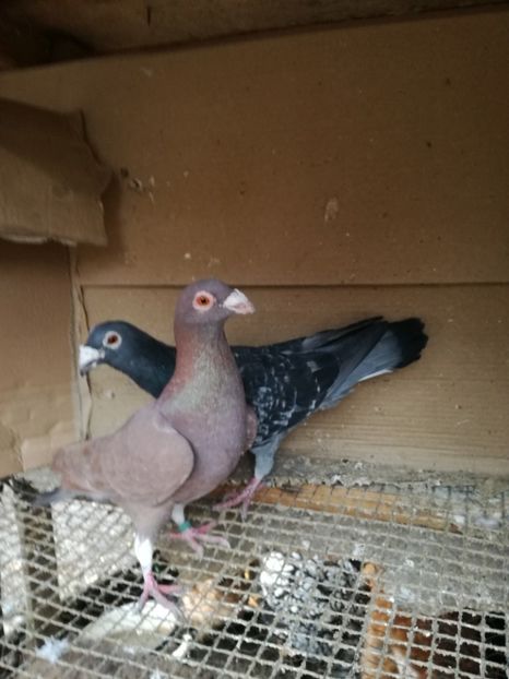 Masculi 19 - Matca pt 2020