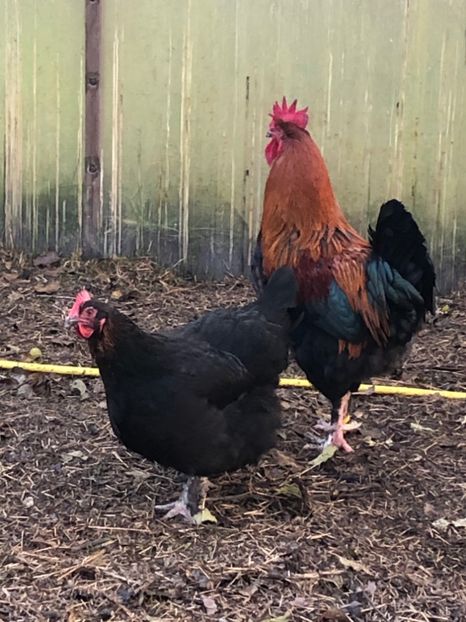 Cocoș Marans 2018 - 2020 Marans Negru Aramiu Negru Argintiu Albastru Argintiu