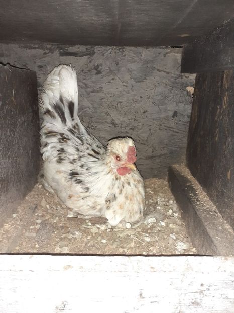 Harnică si in Decembrie - 1 Toate Gaini pitice pe care le-am avut