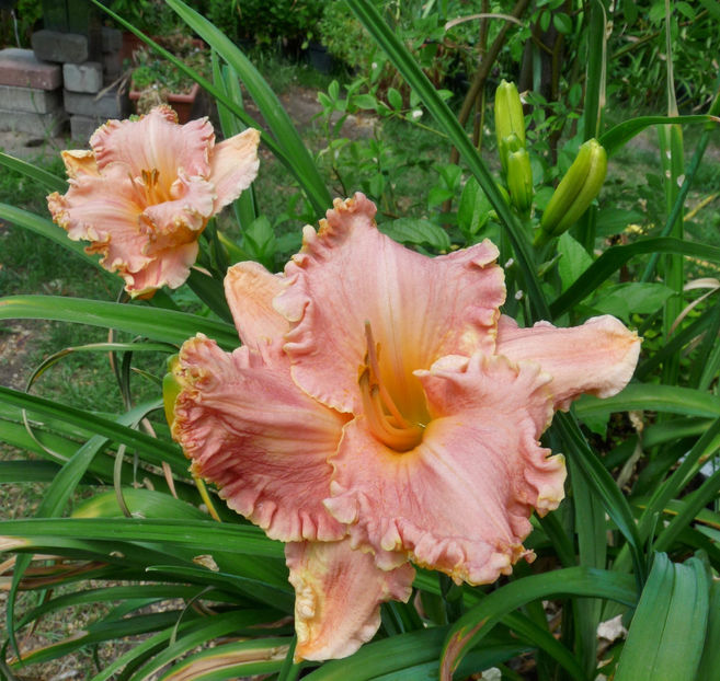  - Hemerocallis