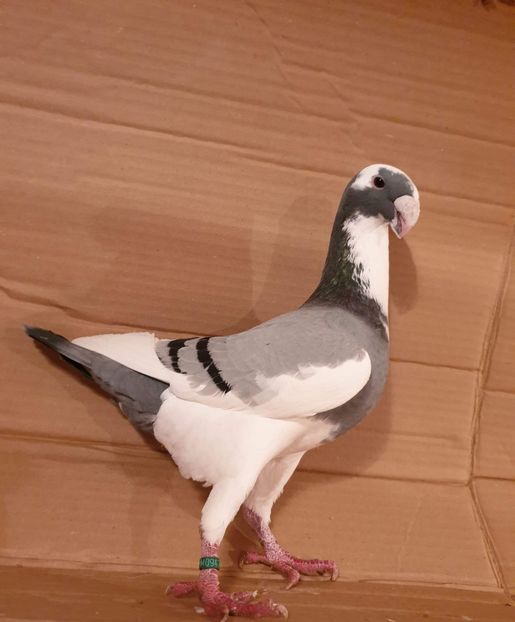 2019 - Matca masculi 2020