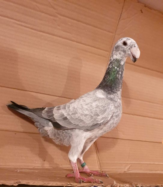 2019 - Matca masculi 2020