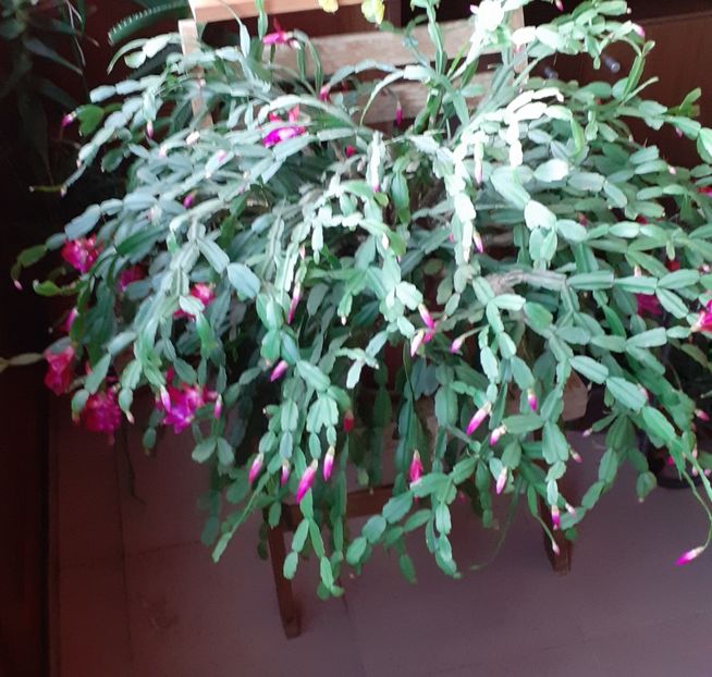  - Schlumbergera