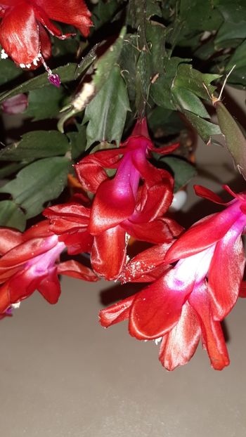  - Schlumbergera