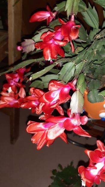  - Schlumbergera