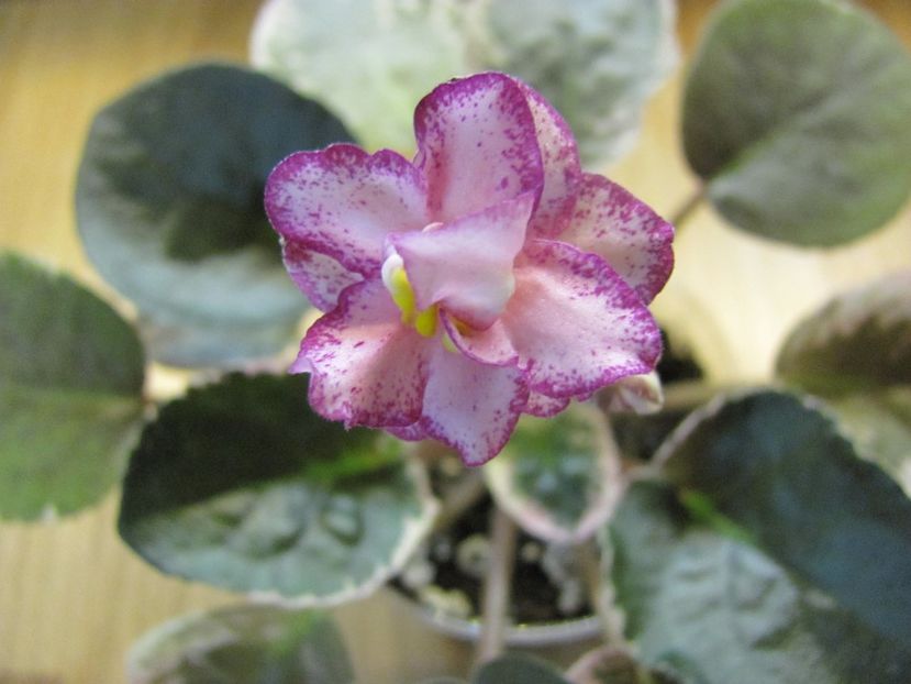  - ZZZZBuckeye Fiesta