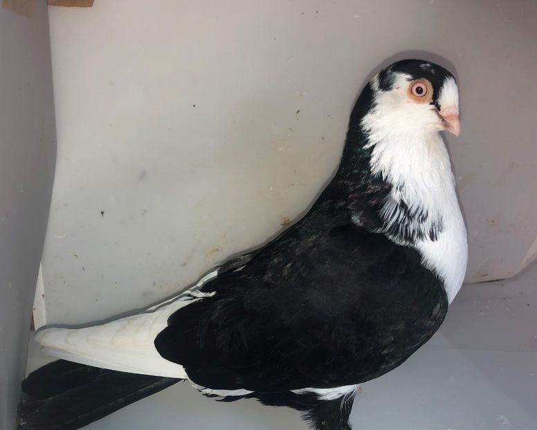 7158  mascul  2018 - Plecați ALBUM 3