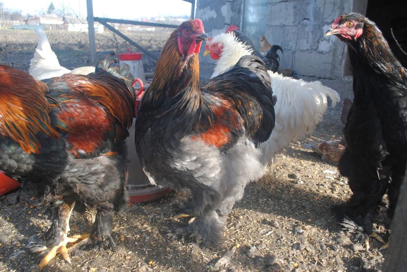  - Cochinchina potarnichiu pe albastru