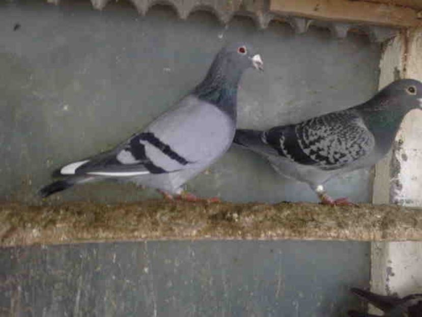  - A-2 Masculi matca pentru 2020- Baltati-Aarden Vineti-Fabry