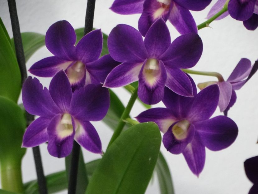  - Orhidee din colecția mea