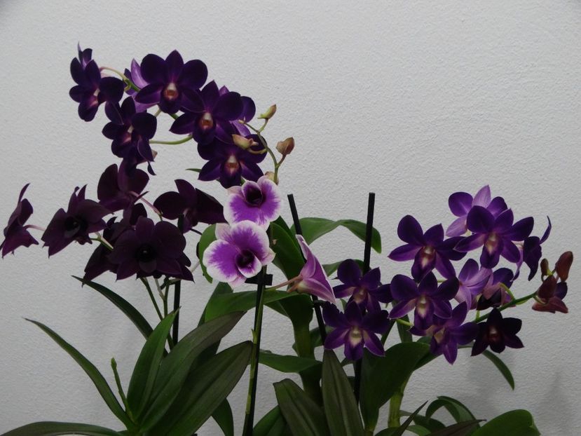 Dendrobium Phalaenopsis - Orhidee din colecția mea