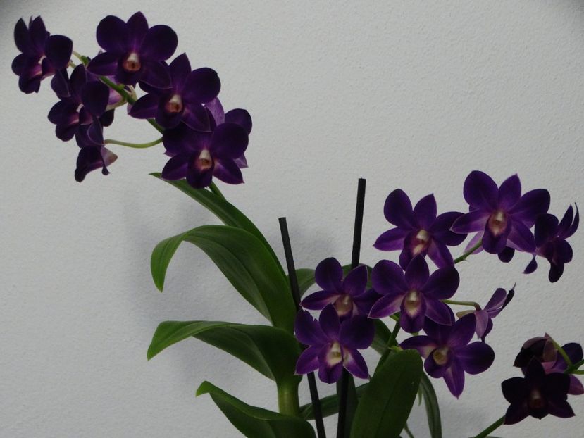  - Orhidee din colecția mea