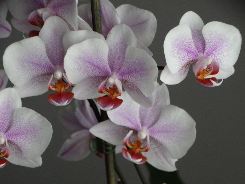 Phalaenopsis - Orhidee din colecția mea