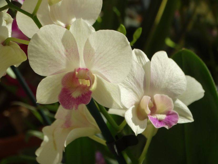 Dendrobium Phalaenopsis - Orhidee din colecția mea