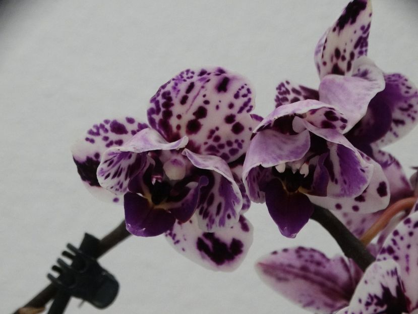 Phalaenopsis mini - Orhidee din colecția mea