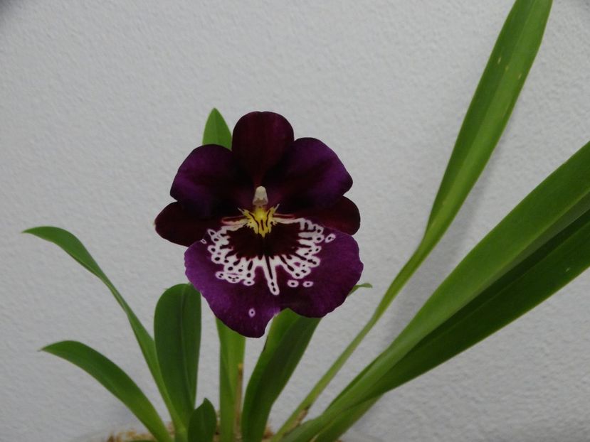 Miltoniopsis - Orhidee din colecția mea