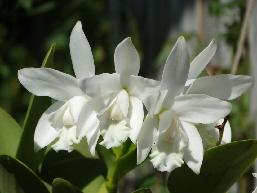 Cattleya - Orhidee din colecția mea