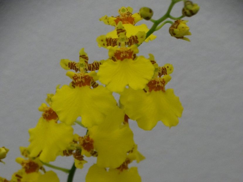 Oncidium Sweet Sugar - Orhidee din colecția mea