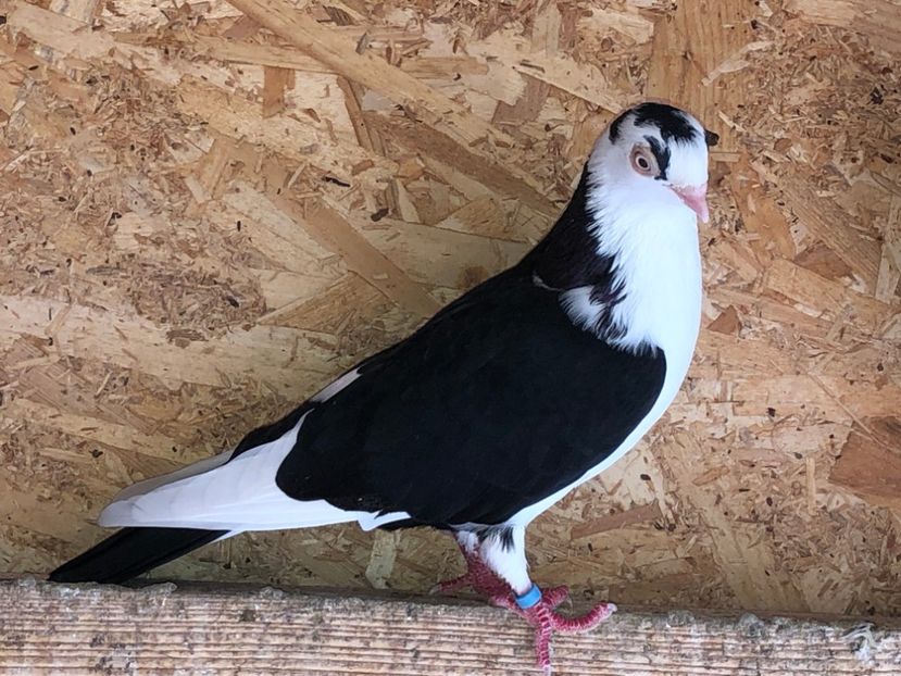 6988  femelă  2018 - 00001 porumbei dragi mie arhivă