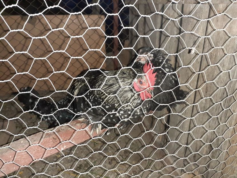  - 1 Toate Gaini pitice pe care le-am avut