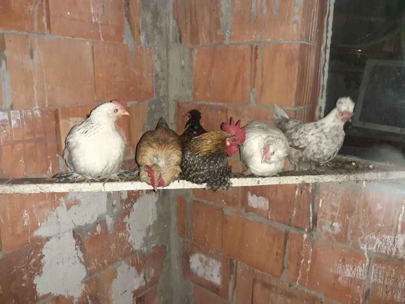  - 1 Toate Gaini pitice pe care le-am avut