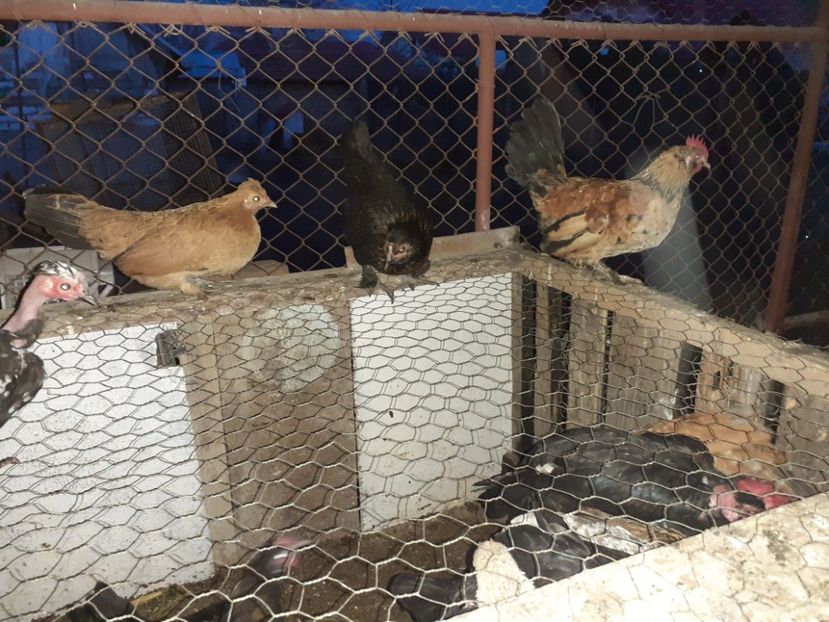  - 1 Toate Gaini pitice pe care le-am avut