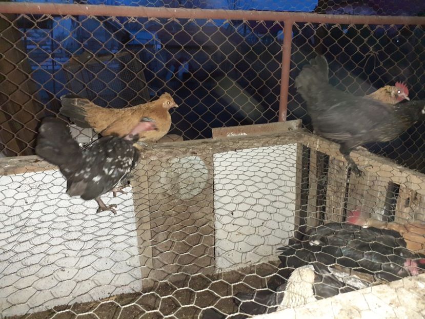  - 1 Toate Gaini pitice pe care le-am avut