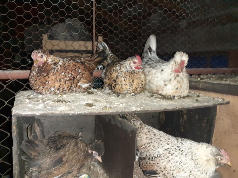  - 1 Toate Gaini pitice pe care le-am avut