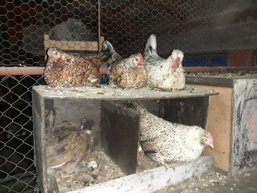  - 1 Toate Gaini pitice pe care le-am avut