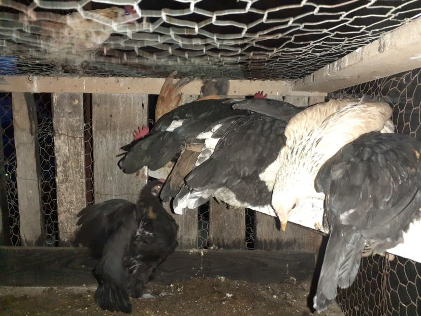  - 1 Toate Gaini pitice pe care le-am avut