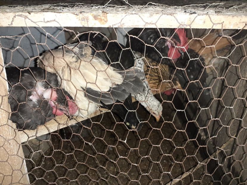  - 1 Toate Gaini pitice pe care le-am avut