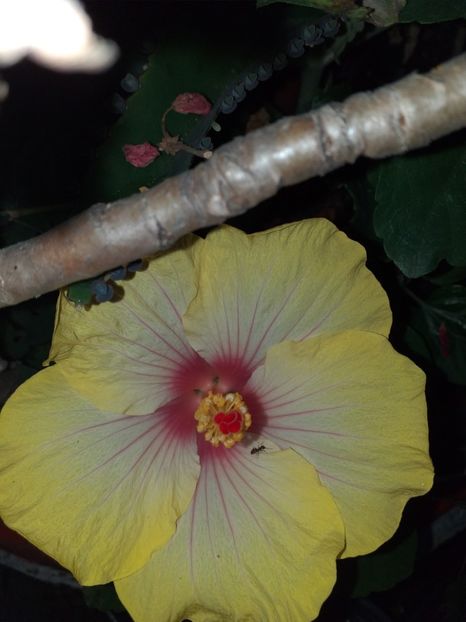  - Sărbători fericite 2019