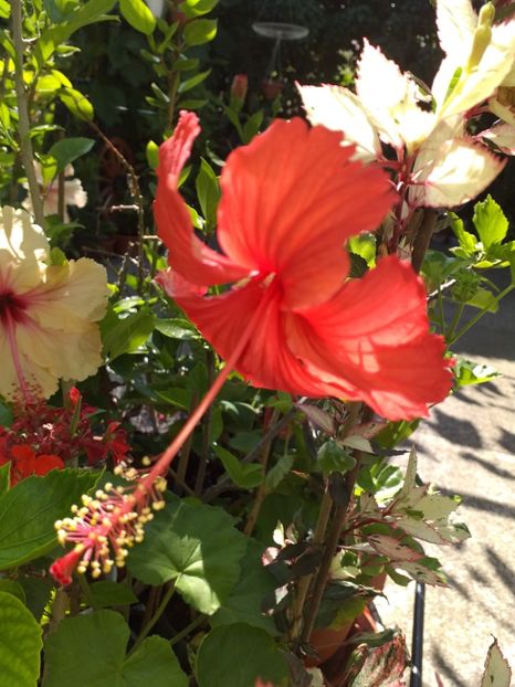  - Sărbători fericite 2019