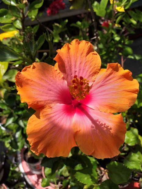  - Sărbători fericite 2019