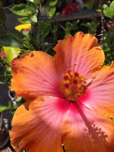  - Sărbători fericite 2019