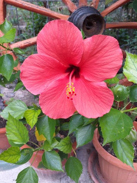  - Sărbători fericite 2019