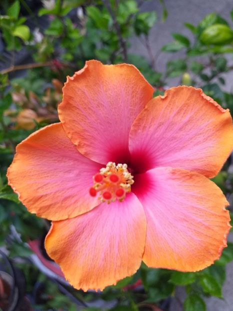  - Sărbători fericite 2019