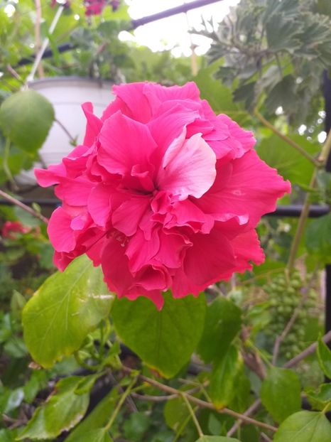  - Sărbători fericite 2019