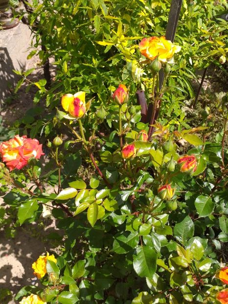  - Sărbători fericite 2019