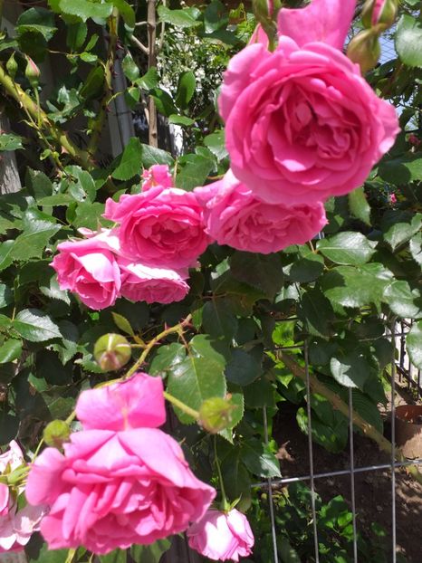  - Sărbători fericite 2019