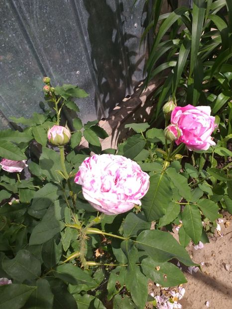  - Sărbători fericite 2019