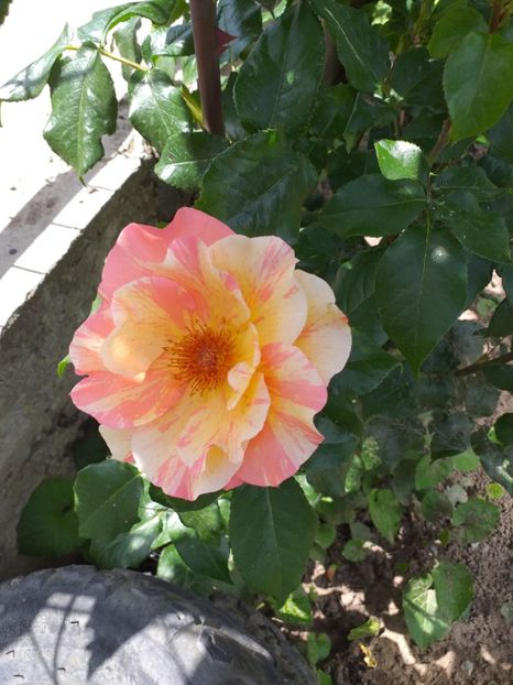  - Sărbători fericite 2019