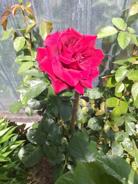  - Sărbători fericite 2019