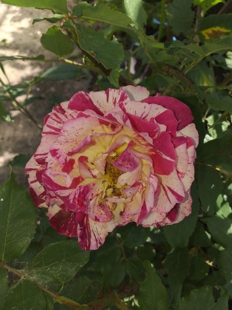  - Sărbători fericite 2019