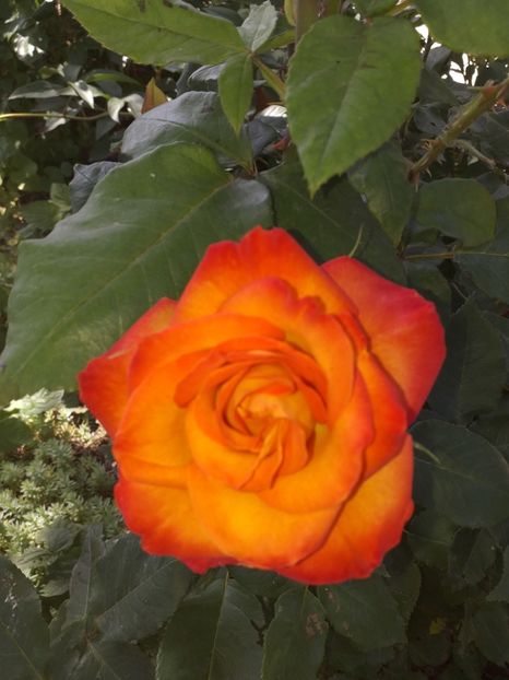  - Sărbători fericite 2019