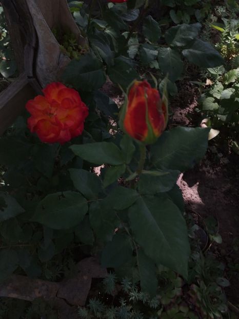  - Sărbători fericite 2019